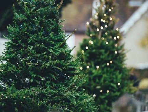 Câu chuyện về cây thông Noel: Sau lễ Giáng sinh, tôi đã mơ mộng về một tương lai tươi sáng