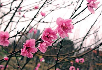Hà Nội: Hoa đào đã chớm nở trên vùng đất Nhật Tân