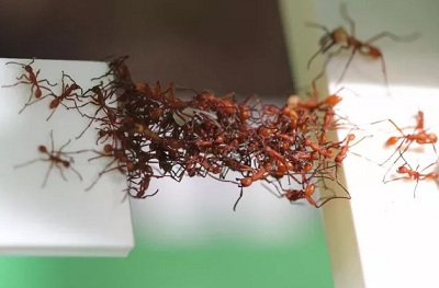 Ngạc nhiên trước khả năng tự xây cầu của loài kiến