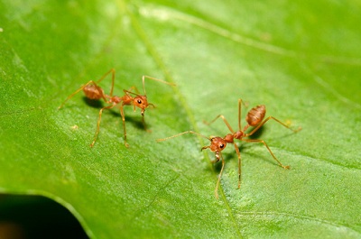 Lasius Neglectus: Loài kiến có khả năng gây cháy nhà
