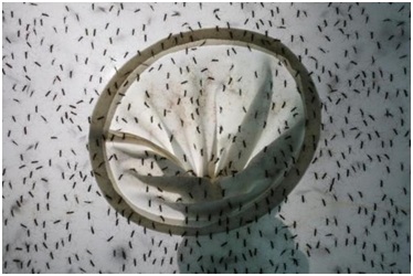Thả hàng triệu con muỗi ra môi trường để hạn chế sốt xuất huyết và Zika