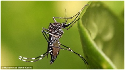 Hậu quả khi thả muỗi biến đổi gen ra môi trường