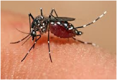 Muỗi nuôi tại Khánh Hòa có thể phòng ngừa virus Zika