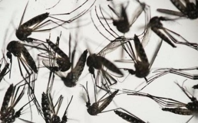 Người lớn đang khỏe mạnh có thể rối loạn thần kinh nếu nhiễm virus Zika