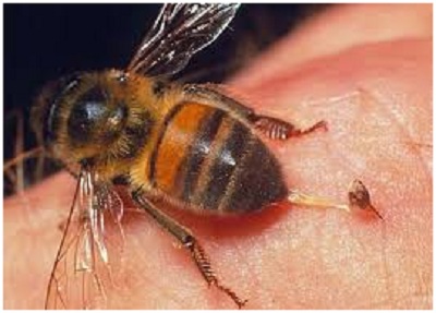 Mới lạ: Phương pháp điều trị bệnh bằng nọc ong