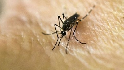 Cảnh báo nguy cơ bệnh sốt vàng xâm nhập Việt Nam