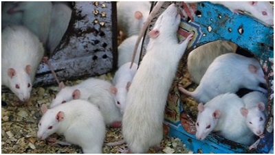 Thử nghiệm 'nói lắp' trên chuột để chữa bệnh cho người