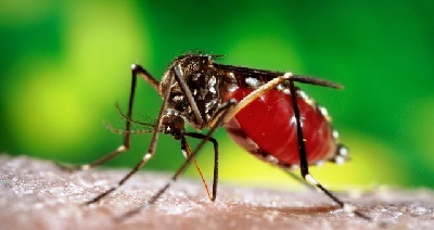 Việt Nam ghi nhận có 2 ca nhiễm virus Zika đầu tiên