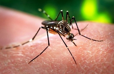 Một trong 2 bệnh nhân mắc virus Zika mang thai 8 tuần