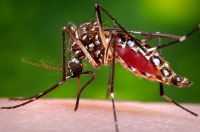 Cảnh báo không nên đi du lịch Singapore vì virus Zika
