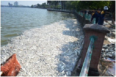 Xác định nguyên nhân cá chết hàng loạt ở Hồ Tây do thiếu oxy