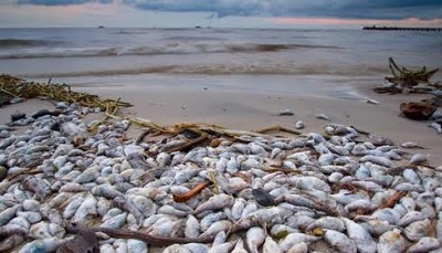 Nhiều mẫu cá tại Hà Tĩnh nhiễm chất độc xyanua, phenol