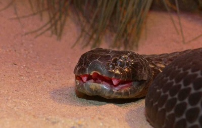 Loài rắn độc có nọc độc hiệu quả tới mức 10 triệu năm không cần tiến hóa