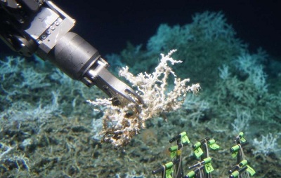 Phát hiện rạn san hô khổng lồ nằm sâu dưới đáy đại dương