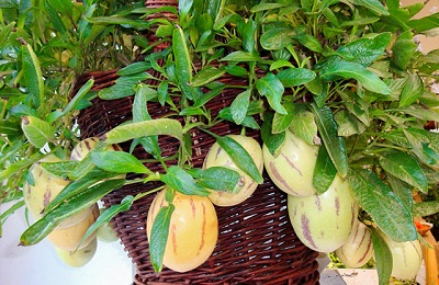 Quy trình gieo hạt, cách chăm sóc dưa pepino tại nhà cho trái to ngọt