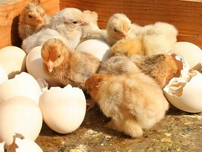 Tại sao khi gà ấp trứng mọi quả đều nở ra cùng thời điểm?