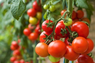 Kỹ thuật trồng và chăm sóc cà chua bi ở ban công cho ra quả quanh năm