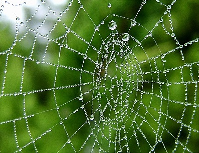 Tìm hiểu về cách di chuyển kỳ diệu của nhện trên mạng nhện