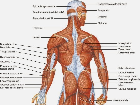 Cơ thể chúng ta có bao nhiêu sợi cơ? Cơ nào là cơ khỏe nhất?