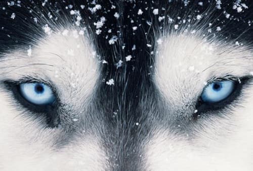 Vén màng bí mật về đôi mắt của chó Husky Sibir có màu xanh tuyệt đẹp