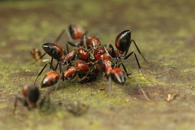 Loài kiến tự phát nổ bảo vệ đồng loại như thế nào?