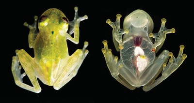 Phát hiện loài ếch thủy tinh, cơ thể trong suốt vùng hạ lưu Amazon
