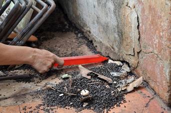 Đồng Nai: Kinh hoàng với số lượng bọ đậu đen 'trú ngụ' tại nhà dân