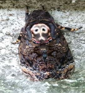 Xuát hiện bướm 'thần chết' mặt đầu lâu di cư từ châu Âu sang Việt Nam