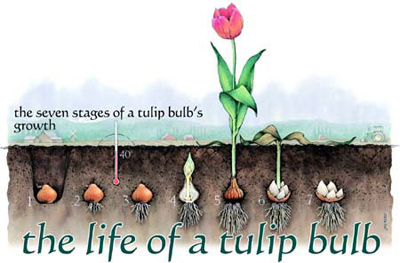 Trồng hoa Tulip không khó như bạn tưởng
