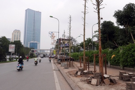 Hà Nội khẳng định cây trên phố Nguyễn Chí Thanh là vàng tâm, mời nhà khoa học thẩm định