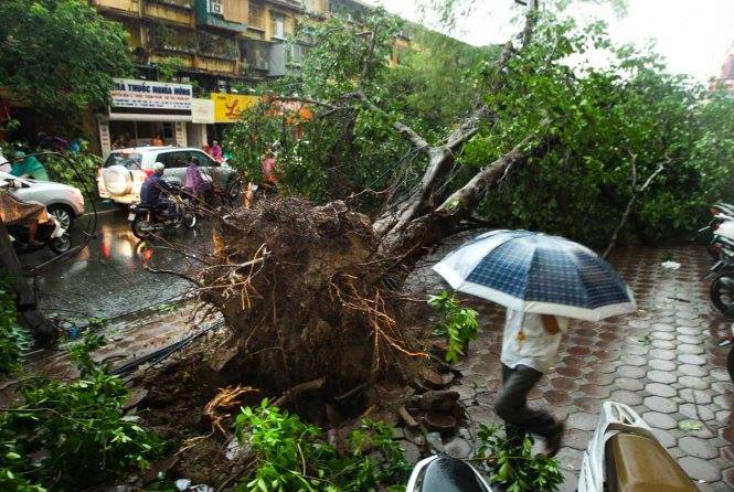 Dông lốc kinh hoàng ở Hà Nội: 120 cây xanh bật gốc 1 người chết và nhiều người bị thương