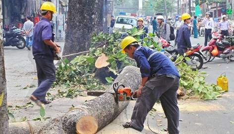 Công bố kết luận vi phạm chặt cây xanh tại Hà Nội