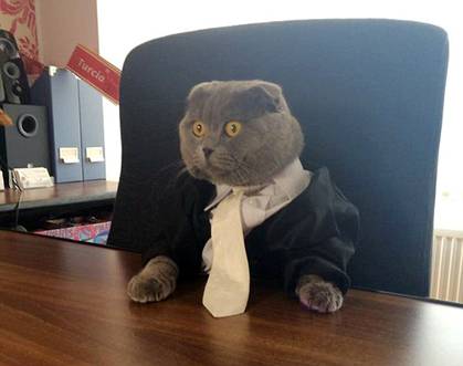 Chuyện lạ khó tin: Mèo làm giám đốc truyền thông