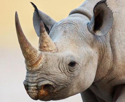 Nhận thức đúng về sừng tê giác là góp phần bảo vệ động vật hoang dã