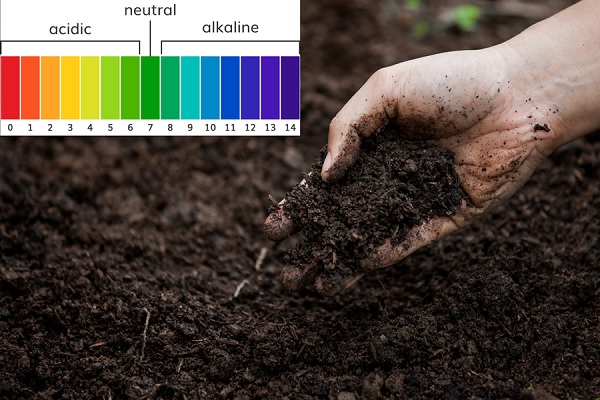 Bật mí cách kiểm tra độ pH của đất tại nhà