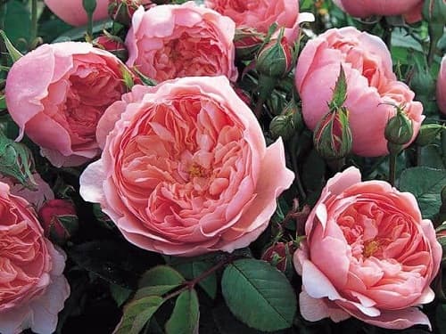 Hoa hồng bị mắc bệnh sùi cành nguyên nhân, cách điều trị như thế nào?
