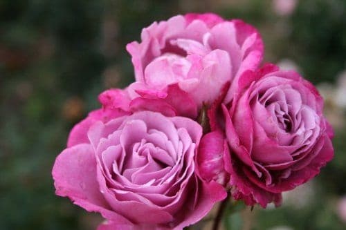 Hoa hồng Muriel Robin rose: cách chăm sóc, phòng trừ sâu bệnh