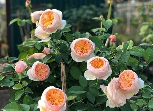 Hướng dẫn cách chăm hoa hồng Juliet phát triển tốt, cho nhiều hoa