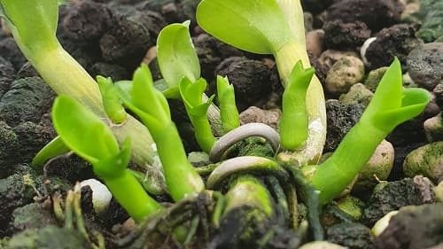 Hướng dẫn cách trộn giá thể trồng lan giúp cây lan phát triển tốt