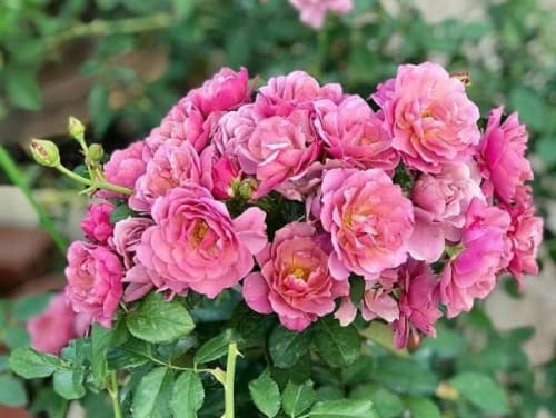 Kinh nghiệm trồng hoa hồng Aoi nở nhiều hoa, phát triển tốt