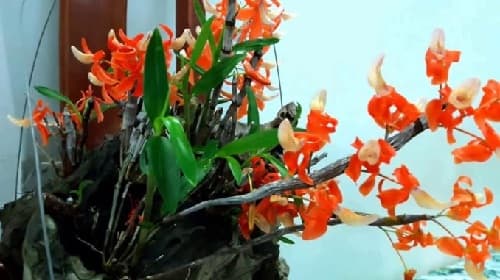 Kỹ thuật trồng, chăm sóc lan Hoàng Thảo Đơn Cam chuẩn nhất