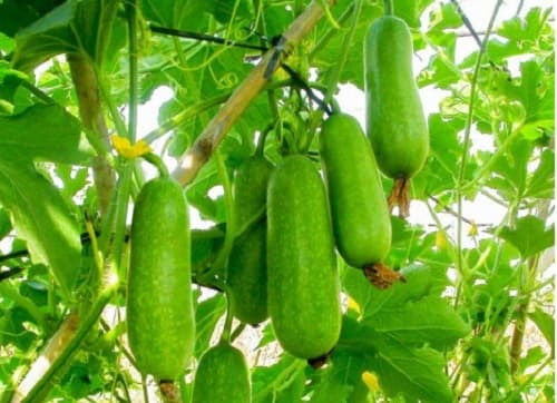 Mẹo trồng bí đao trong chậu cho trái sai trĩu 
