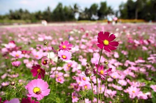 Vườn hoa Mãn Đình Hồng địa điểm sống ảo cực đẹp tại Tiền Giang