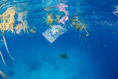 Thải rác trên đại dương: Nguyên nhân, ảnh hưởng và giải pháp 