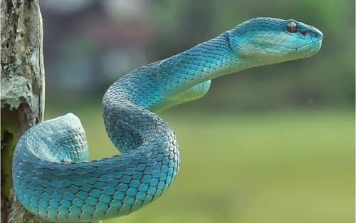 Vì sao rắn có thể leo trèo trên mọi địa hình