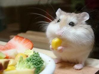 Đặc điểm sinh lý, dinh dưỡng của Hamster