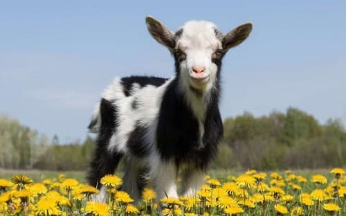 Dê bị thu hút bởi những ai thân thiện với chúng