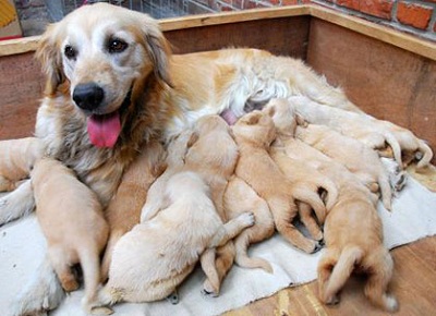 Chăm nuôi chó mang thai, cho đẻ và chó con an toàn