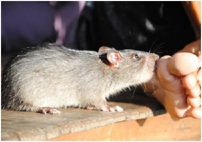 Những vấn đề tuyệt đối tránh khi sơ cứu bị chuột cắn