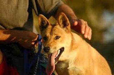 Đặc tính và hình dáng giống chó Dingo hoang dã